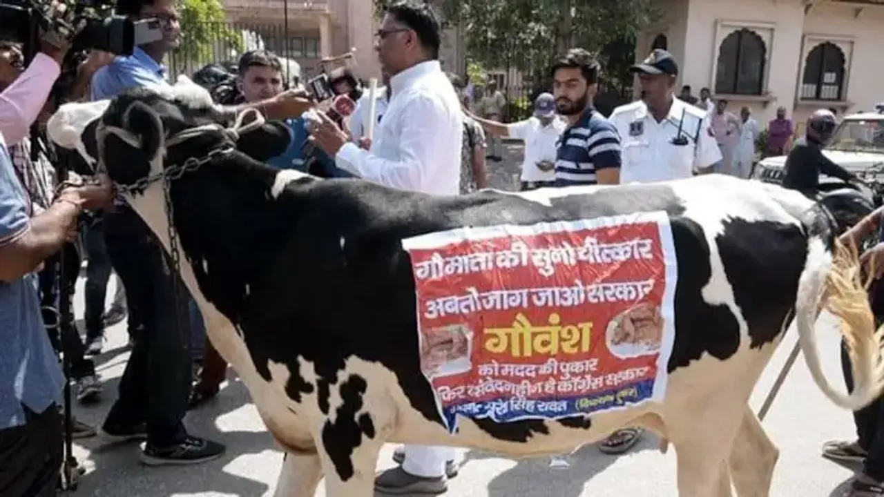 Cow in Assembly