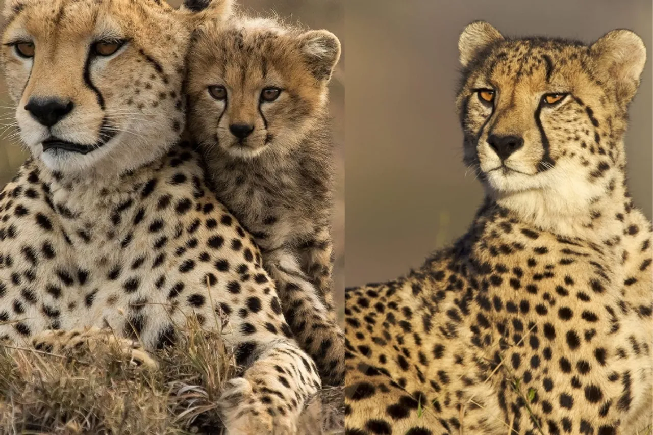 Cheetah