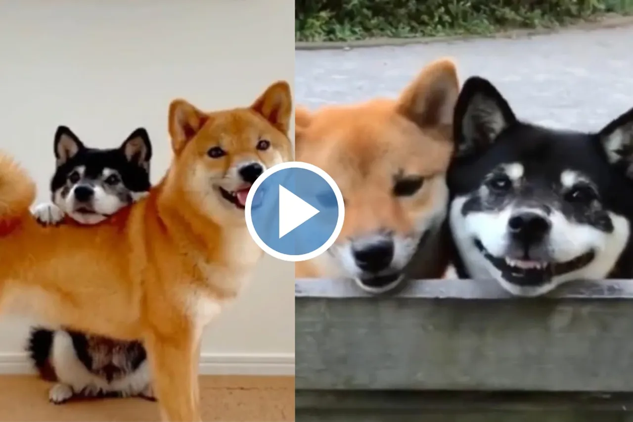 Viral Video