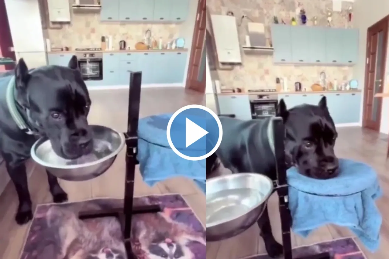 Viral Video
