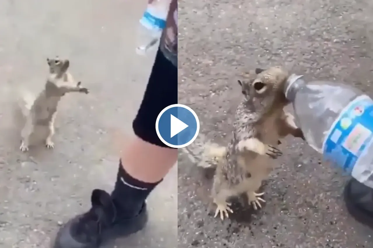 Viral Video