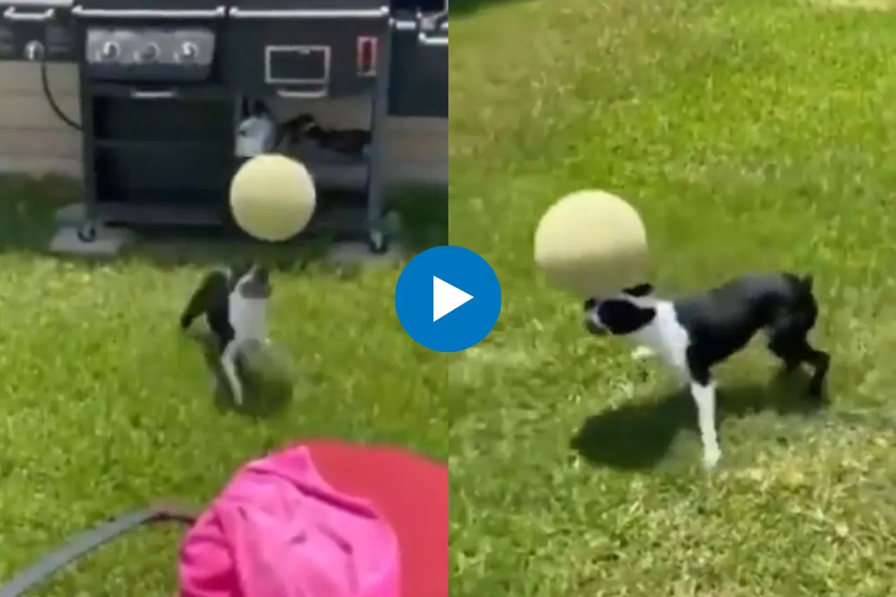 Viral Video