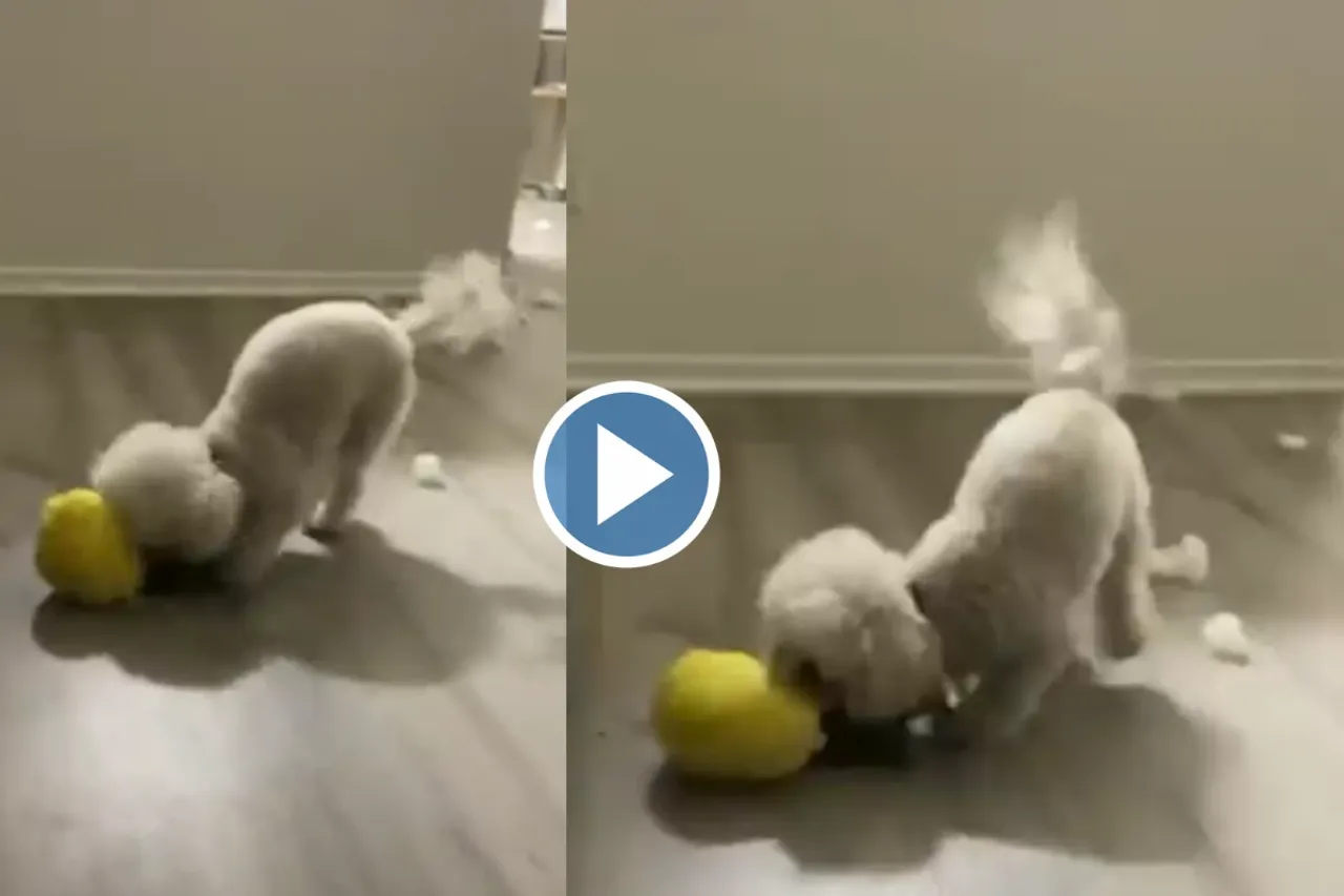 Viral Video