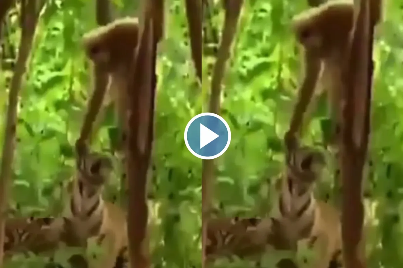 Viral Video