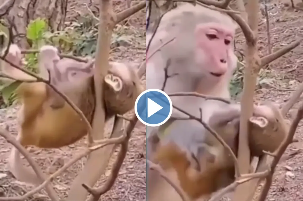 Viral Video