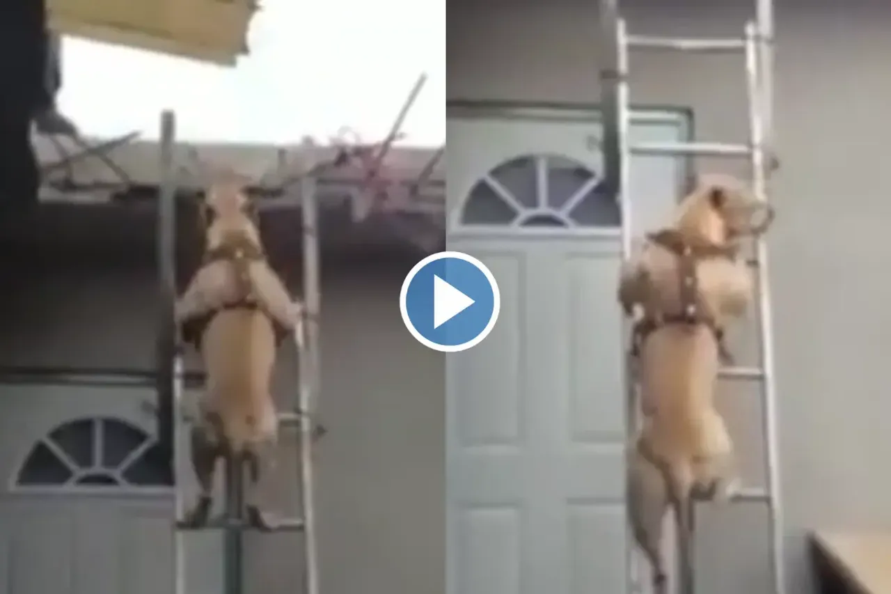 Viral Video