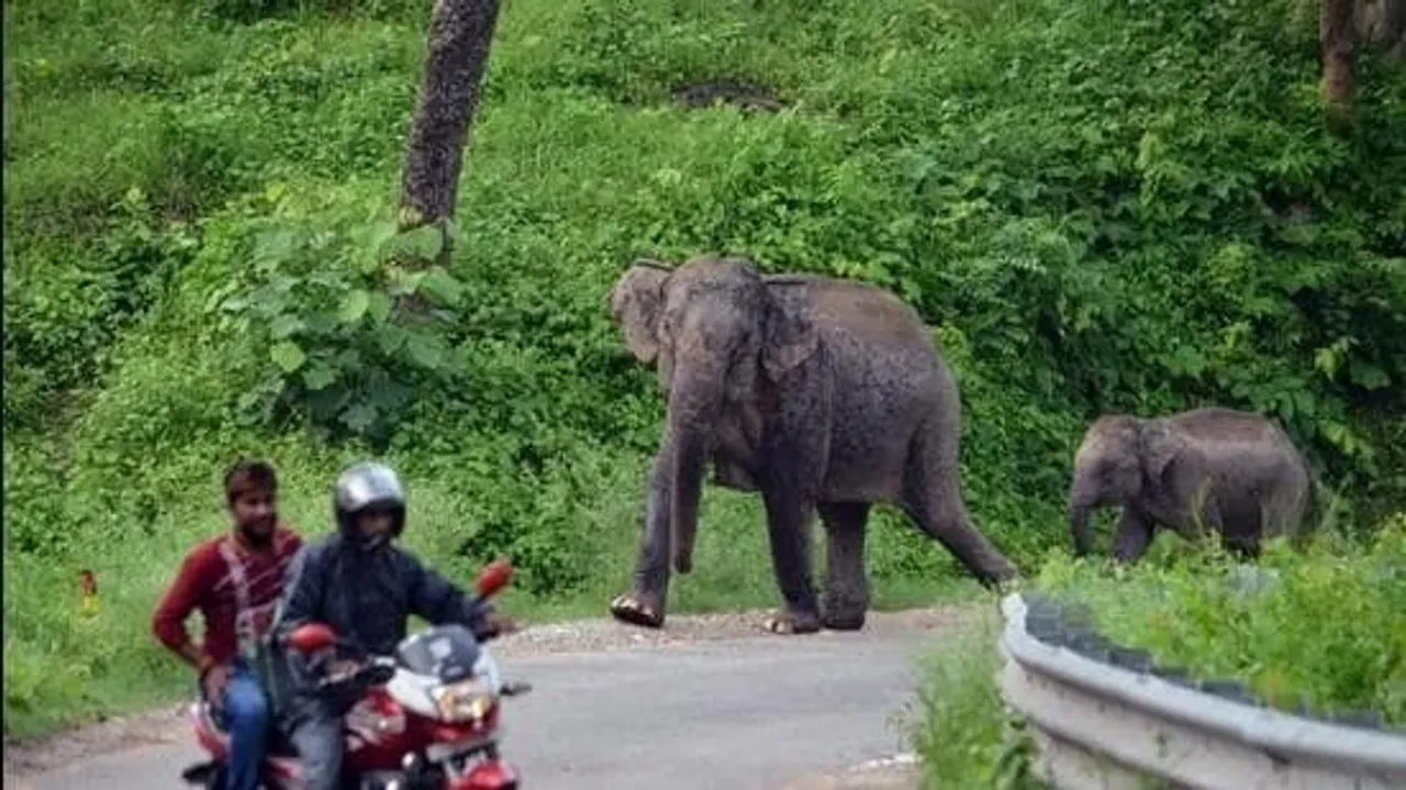 Elephant corridor