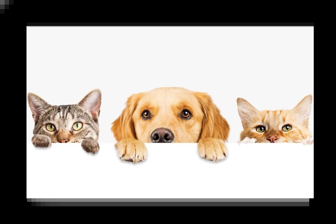 Pet care