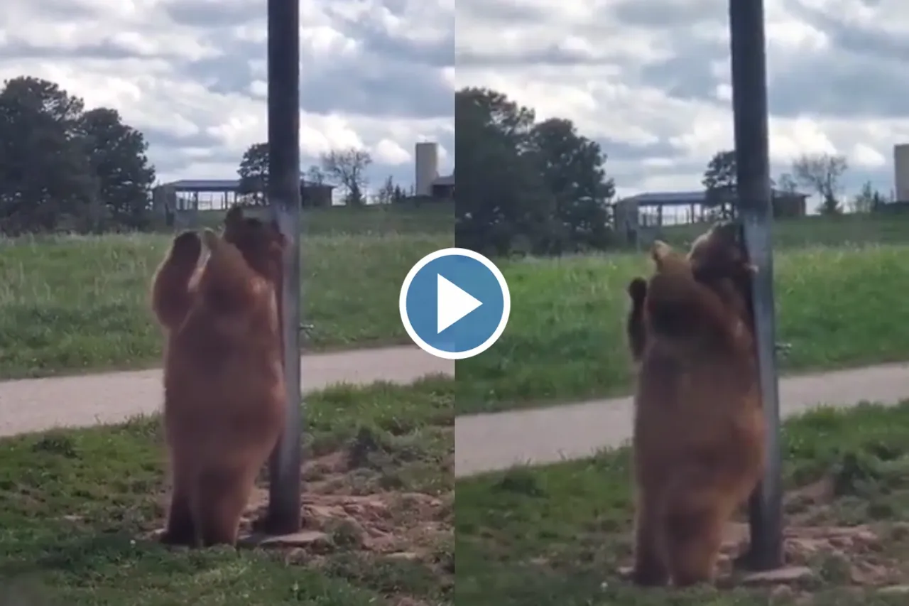 Viral Video