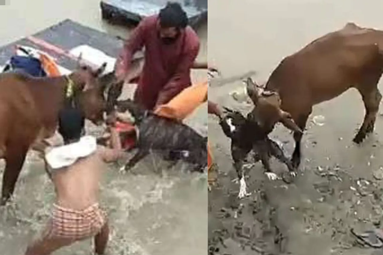 Viral Video