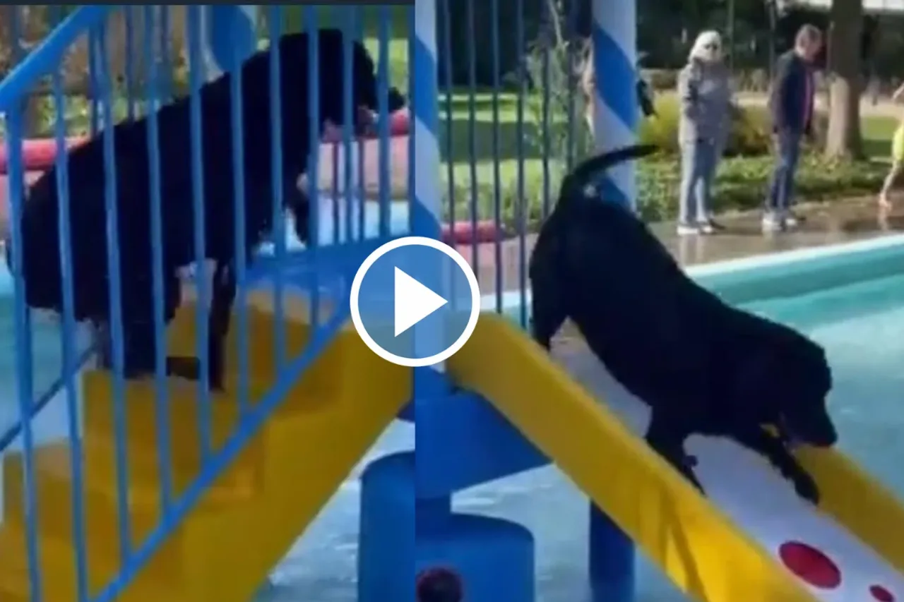 Viral Video