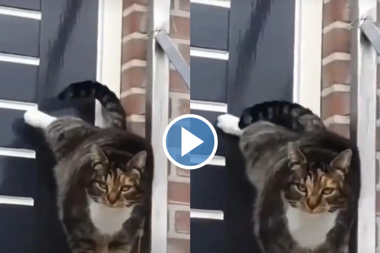 Viral Video