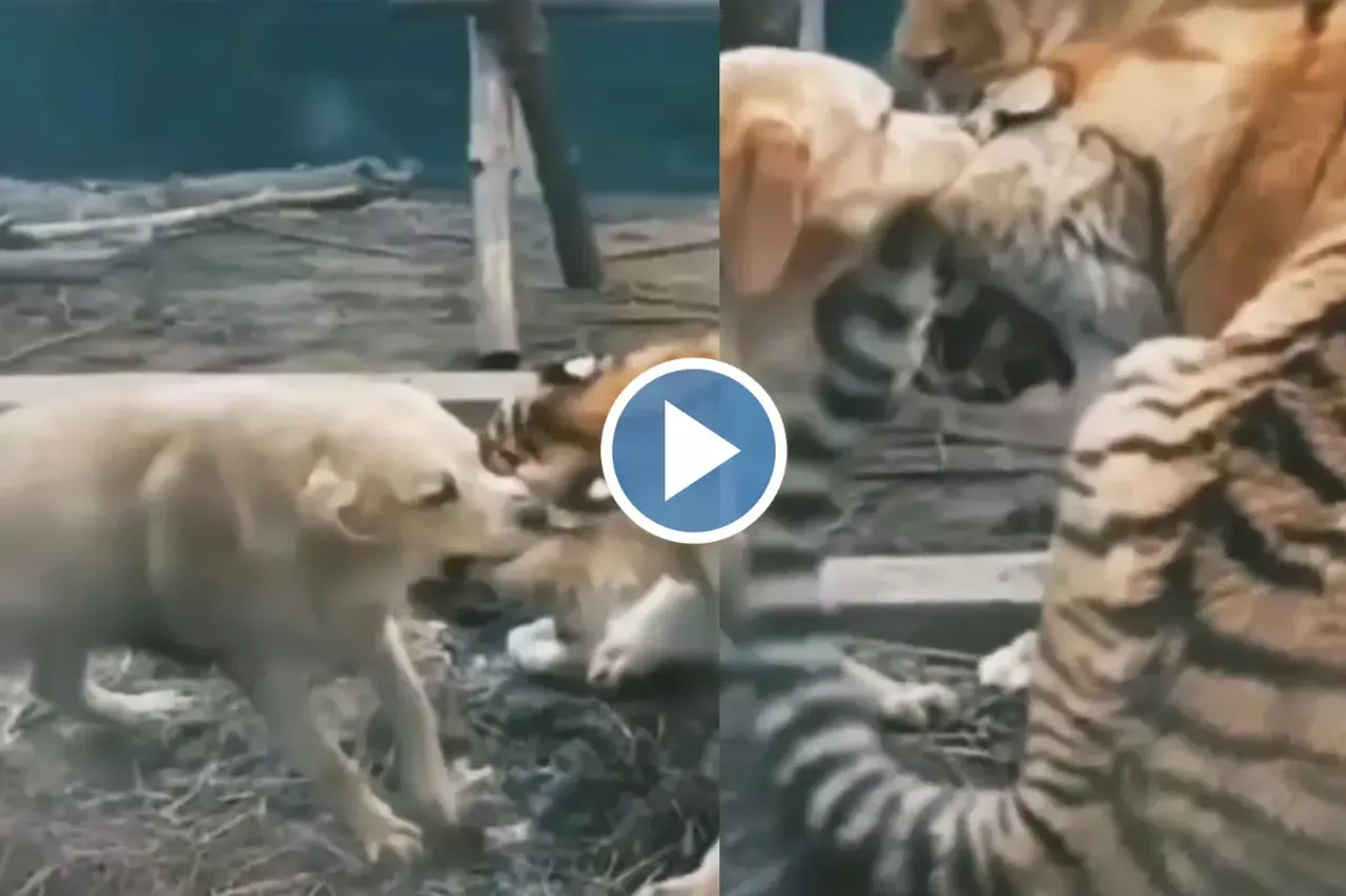 Viral Video