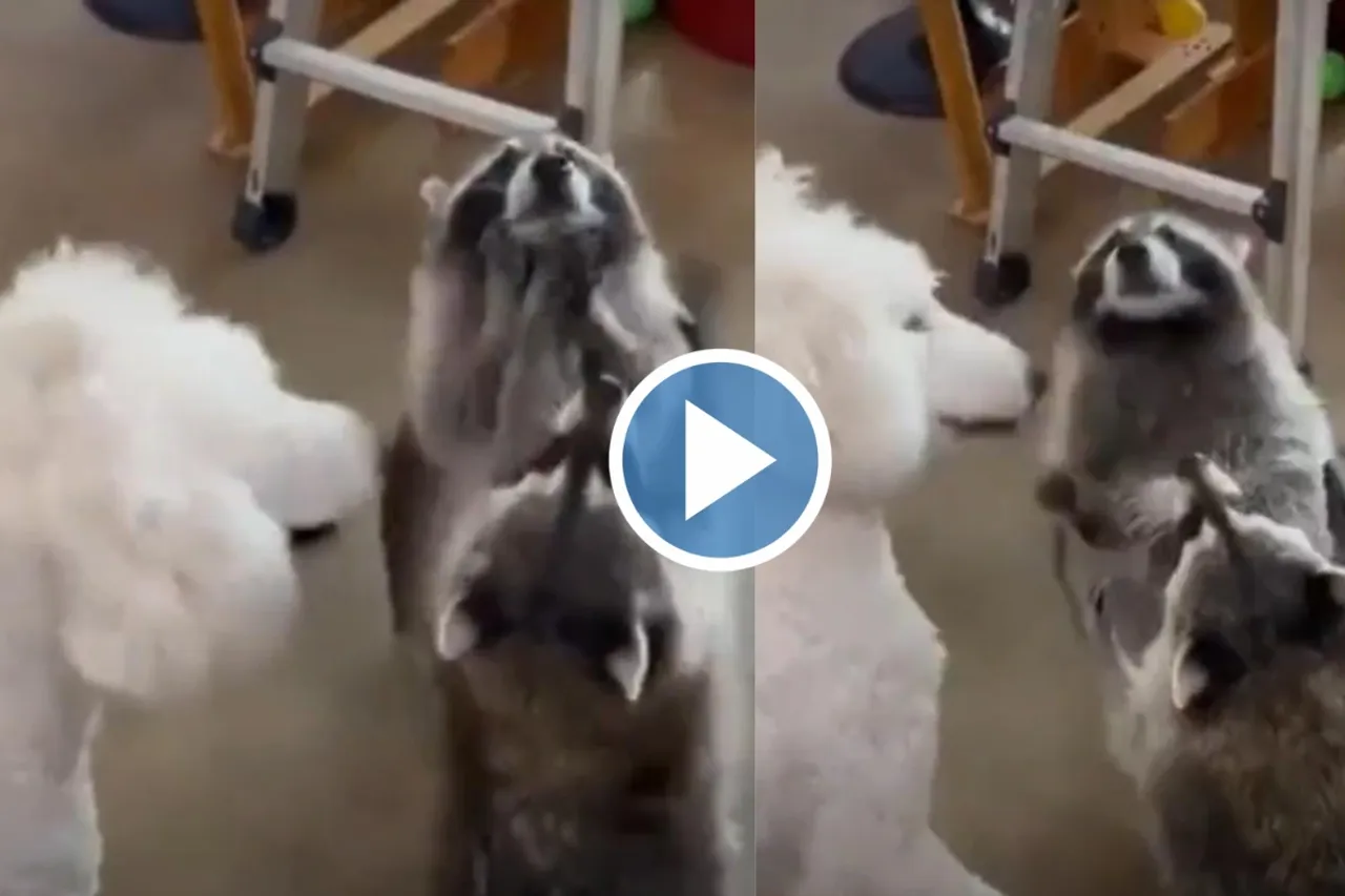 Viral Video