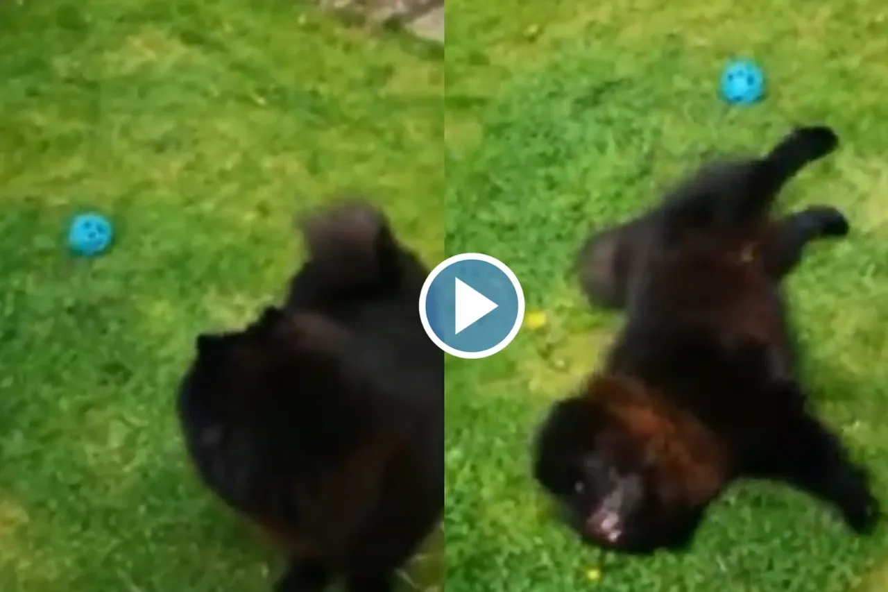 Viral Video