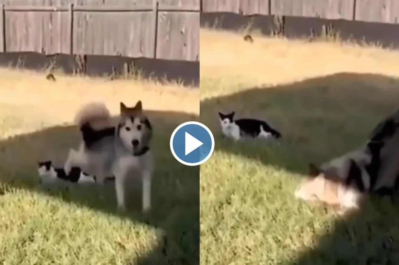 Viral Video