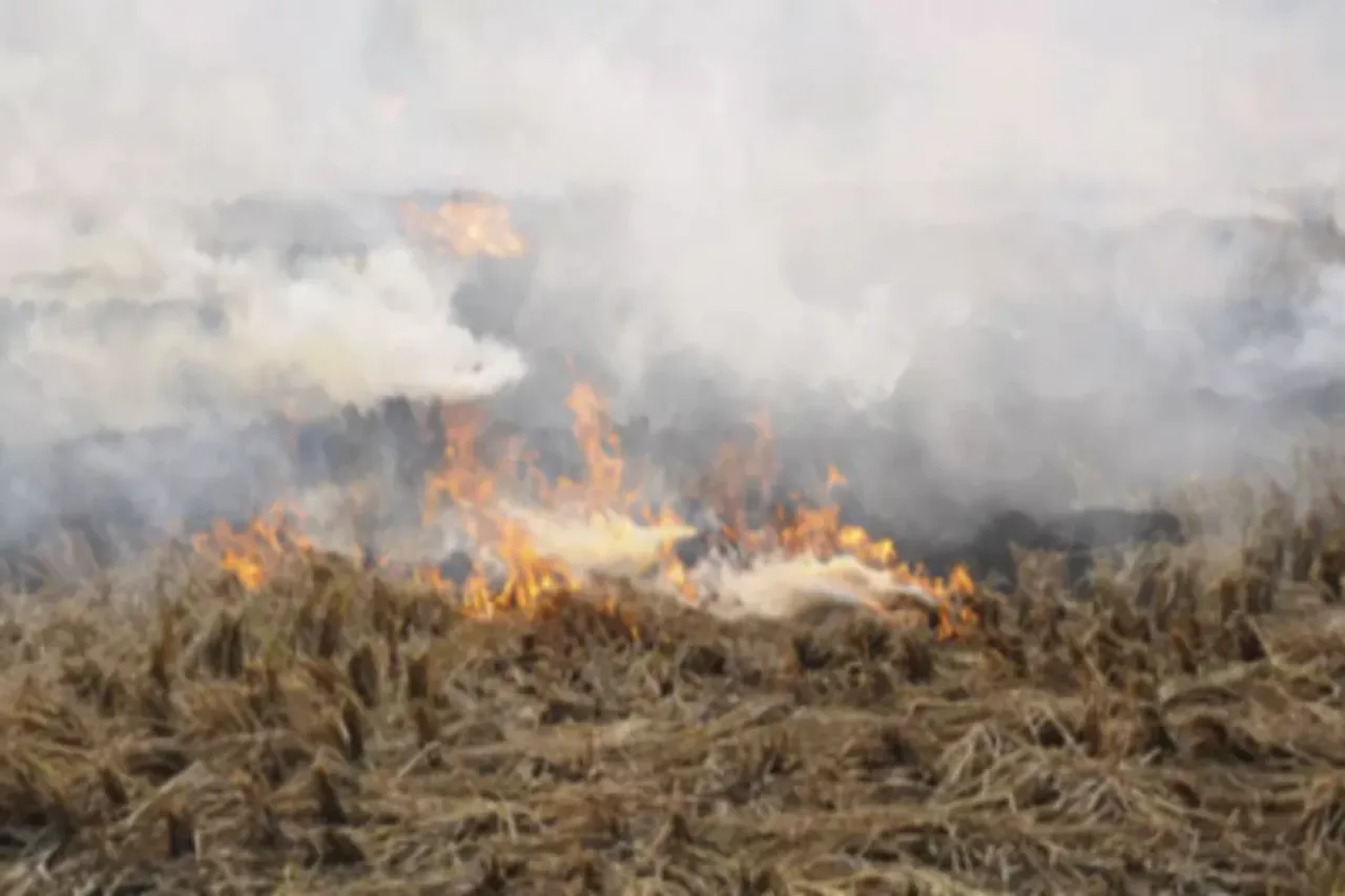 Stubble burning