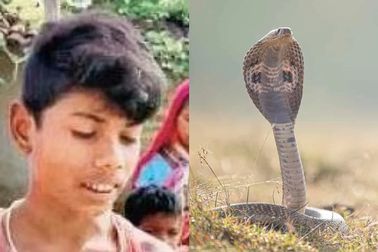 Viral News: