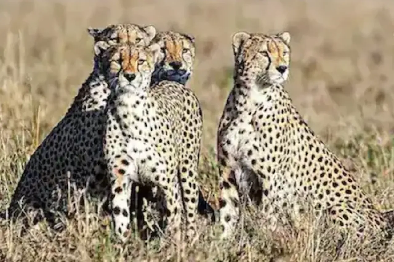 Cheetah