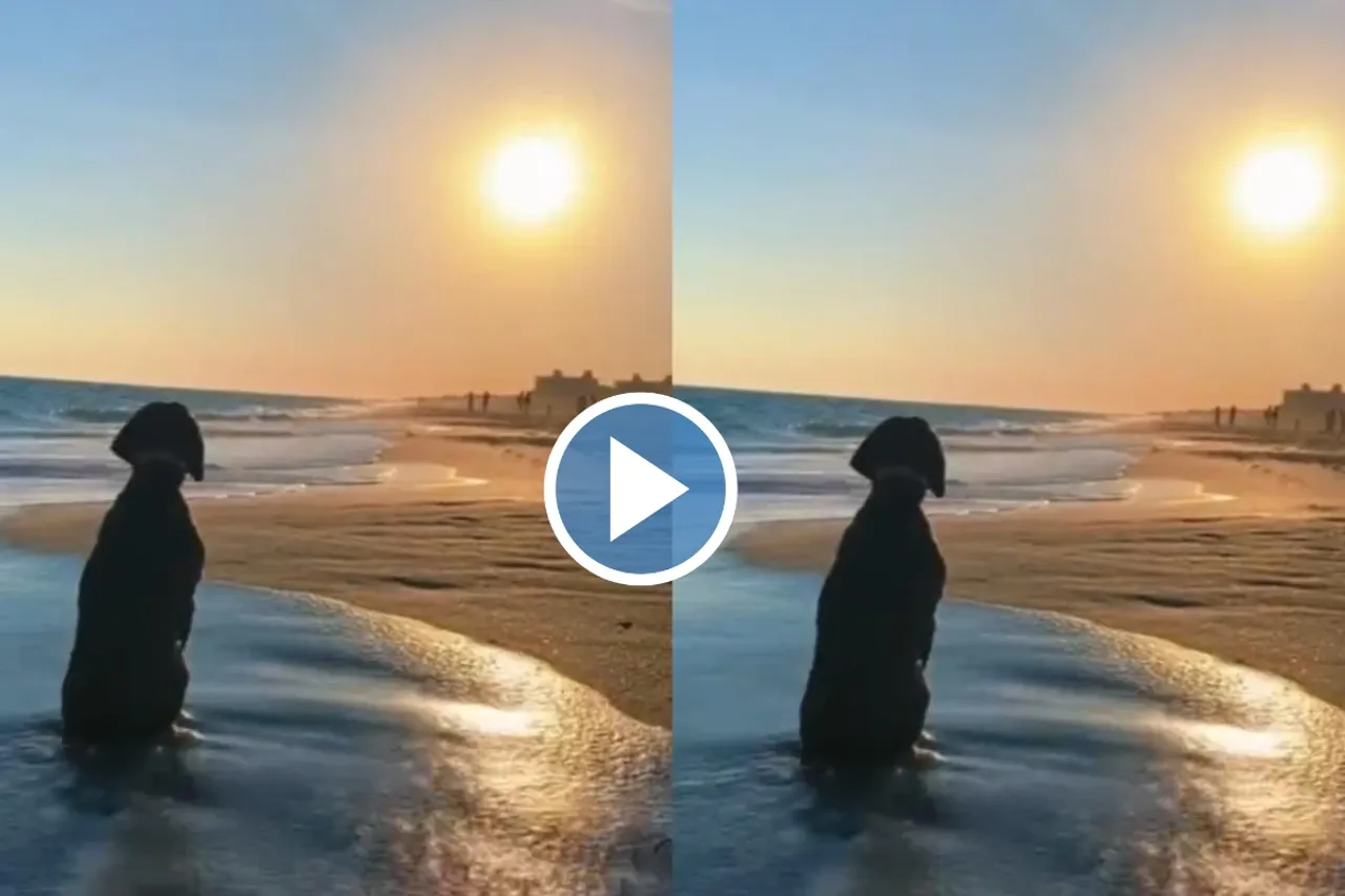 Viral Video