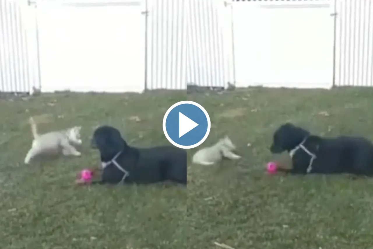 Viral video: Sau sonar ki ek lohar ki! Watch how this little puppy falls down when the big doggy barks, video here