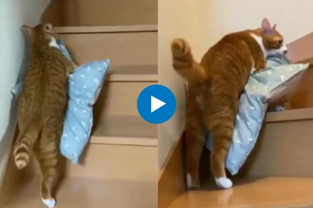 Viral Video