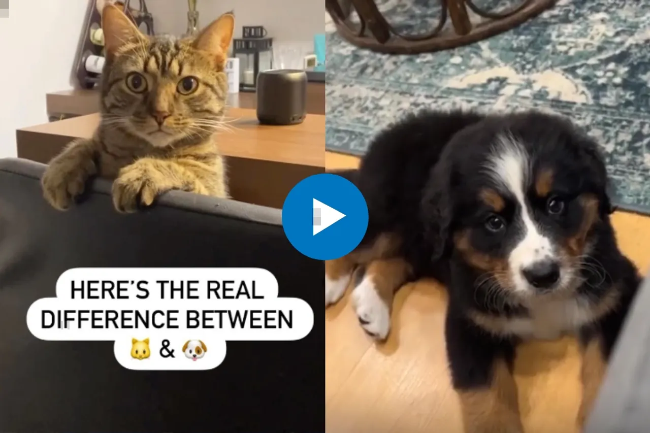 Viral Video