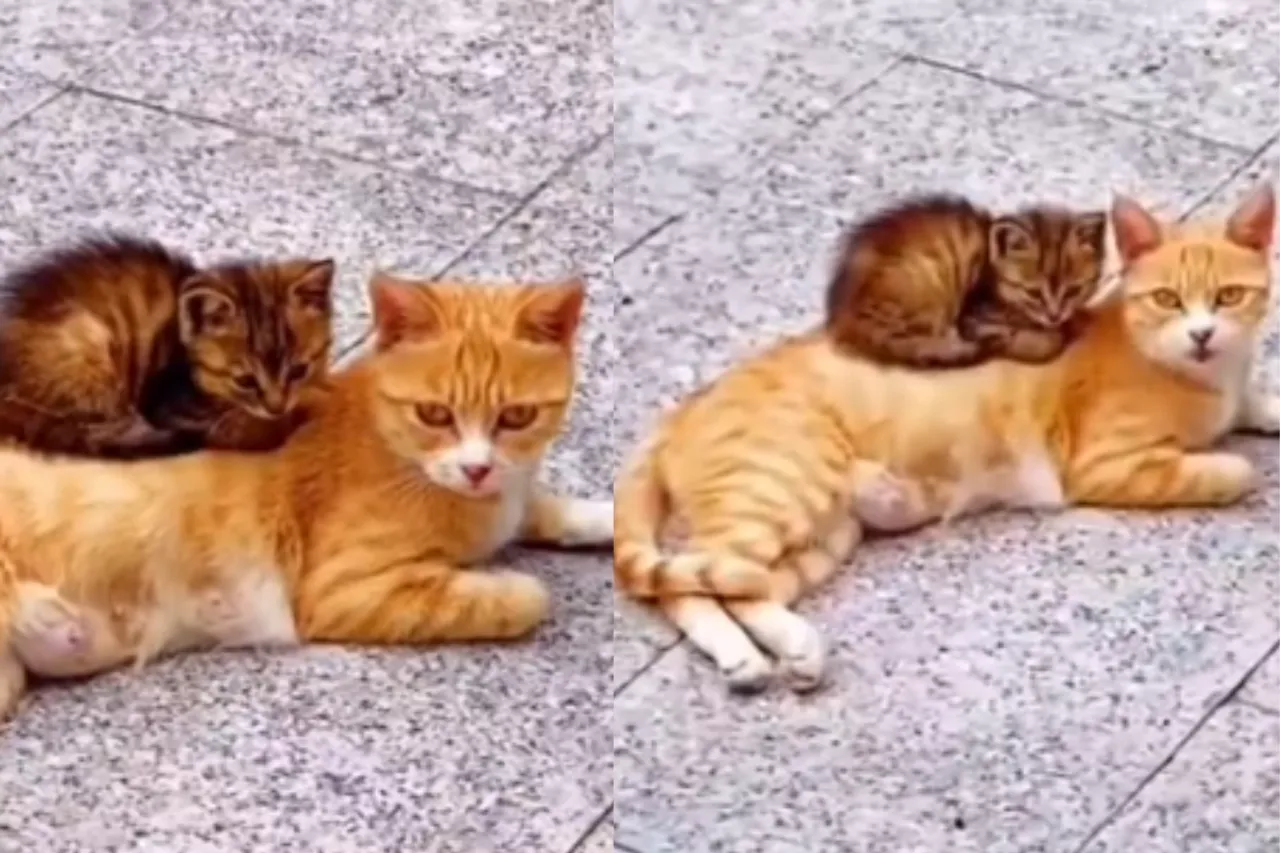 Viral Video