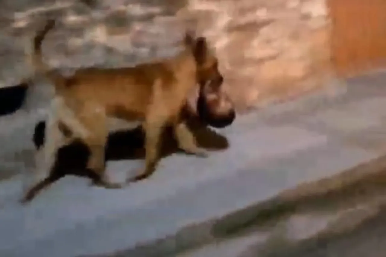 Viral Video
