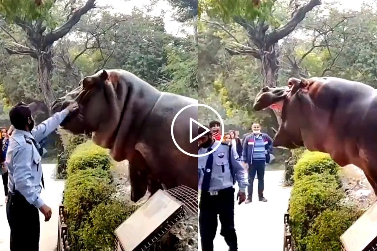 Viral Video