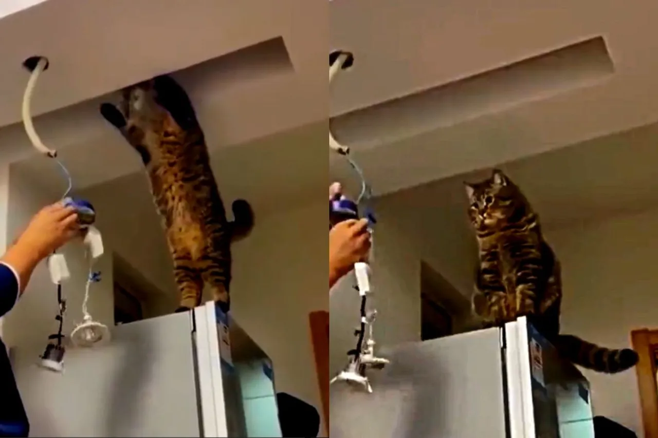 Viral Video