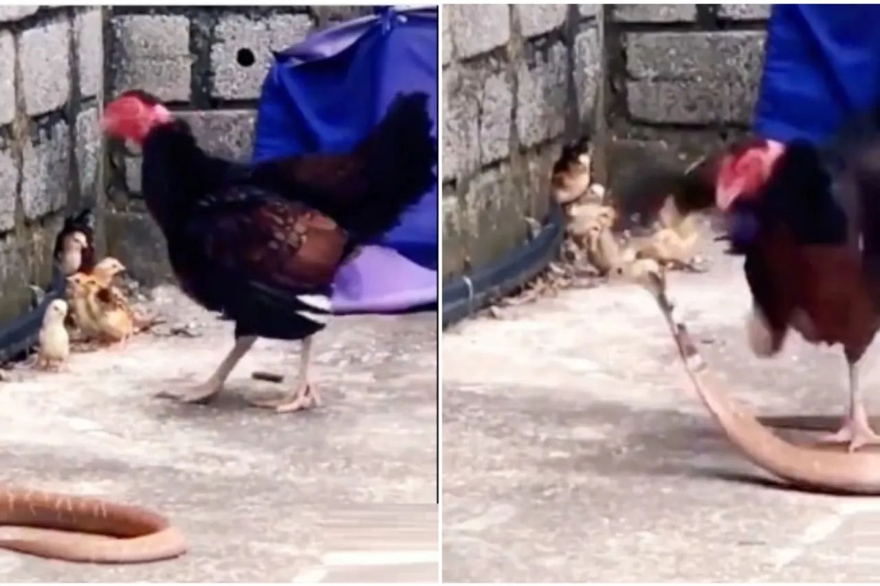 Viral video