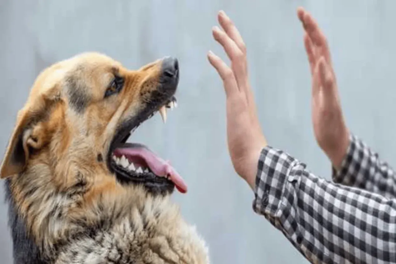 Dog