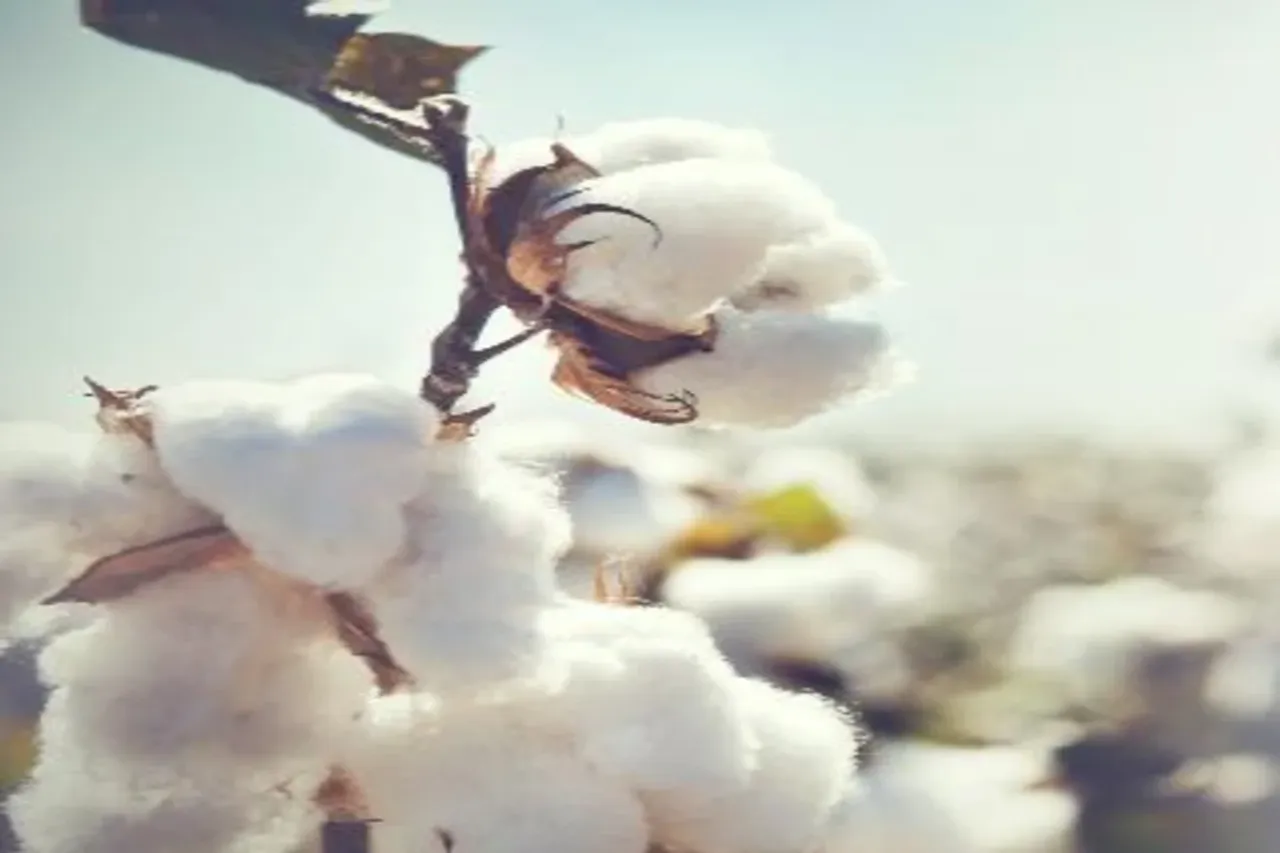 Cotton production