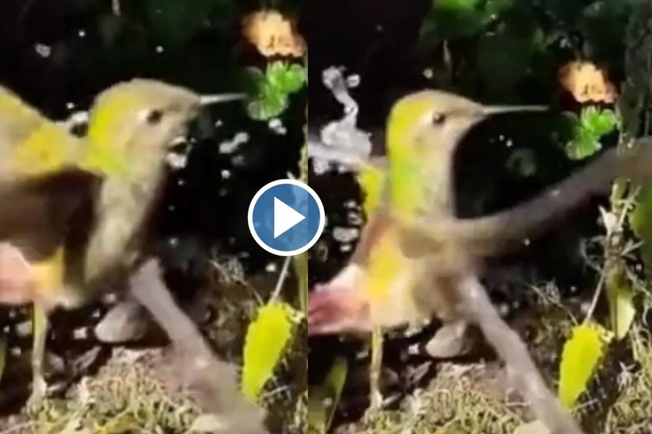 Viral video