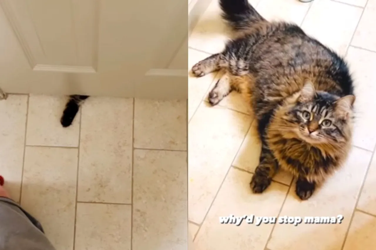 Viral Video