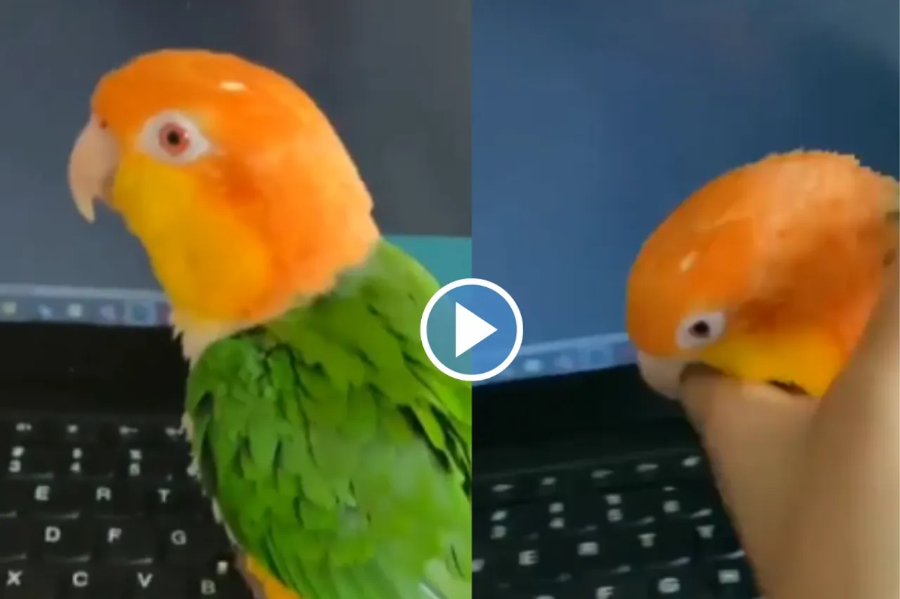 Viral video