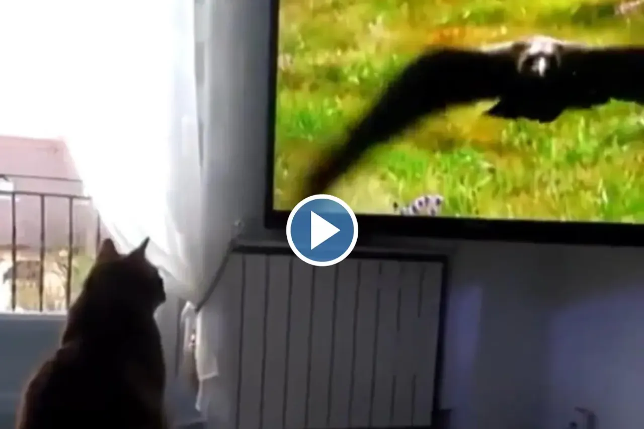 Viral video