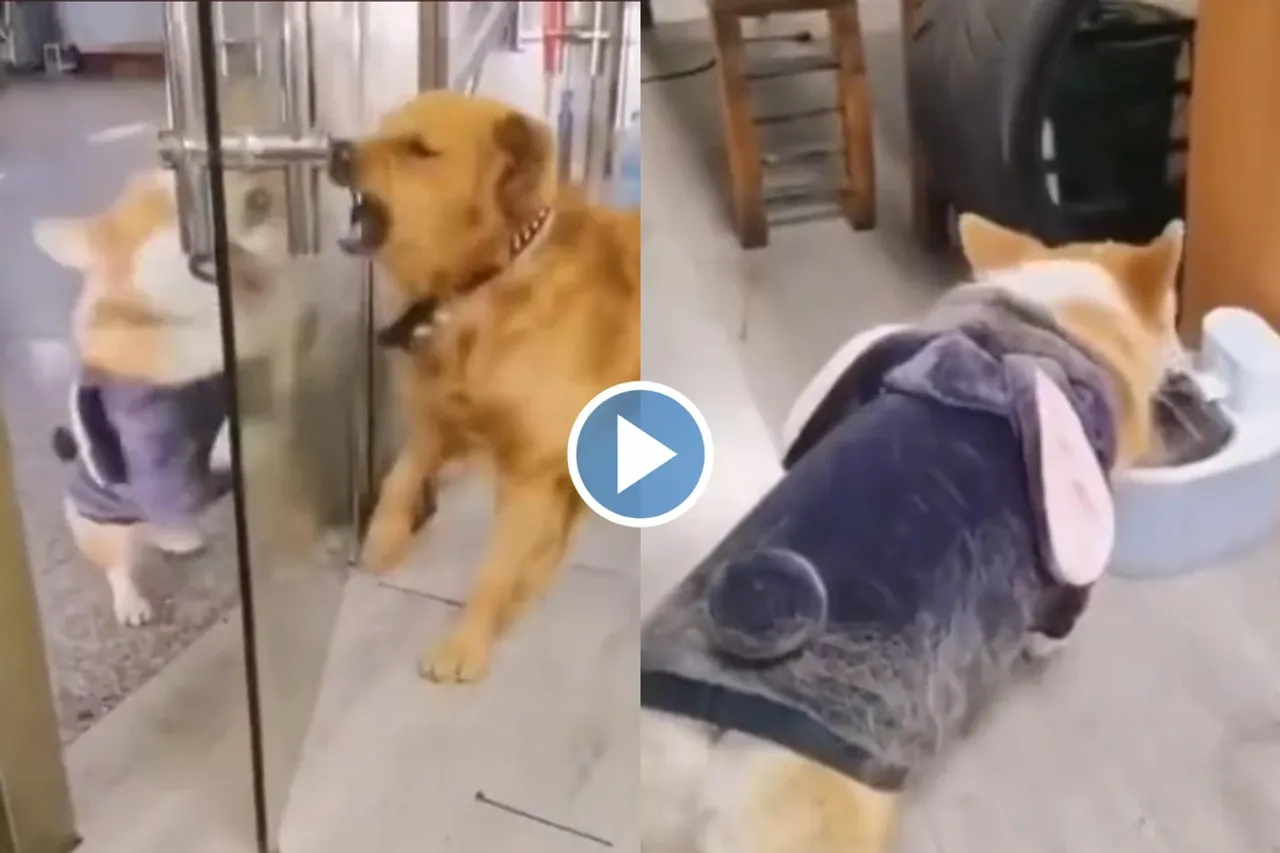 Viral video