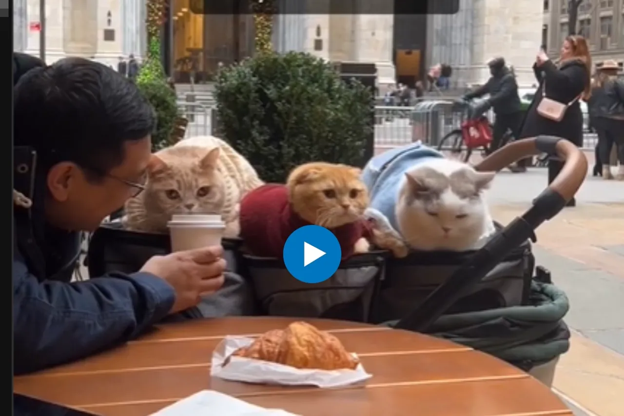 Viral Video