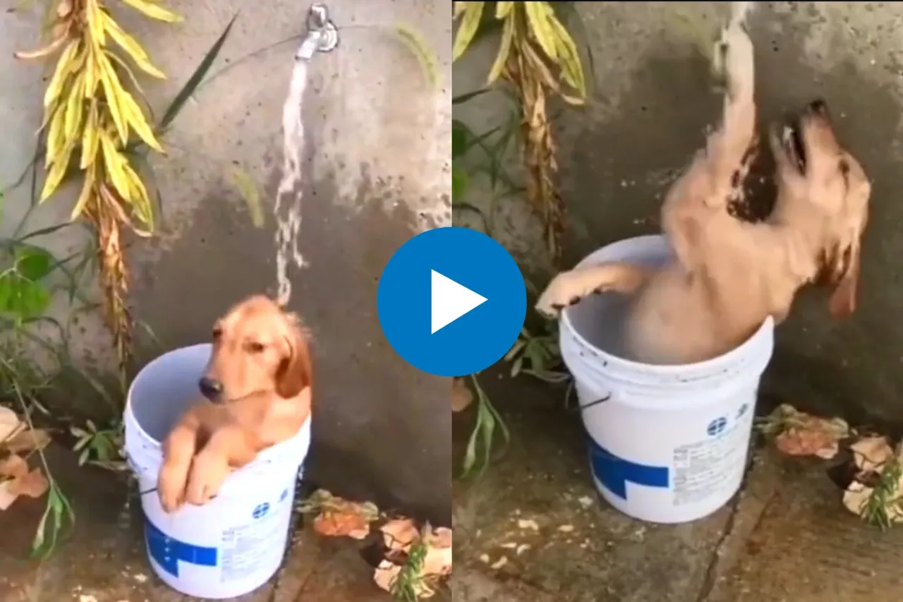 Viral Video