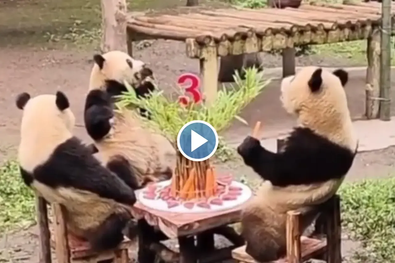 Viral video
