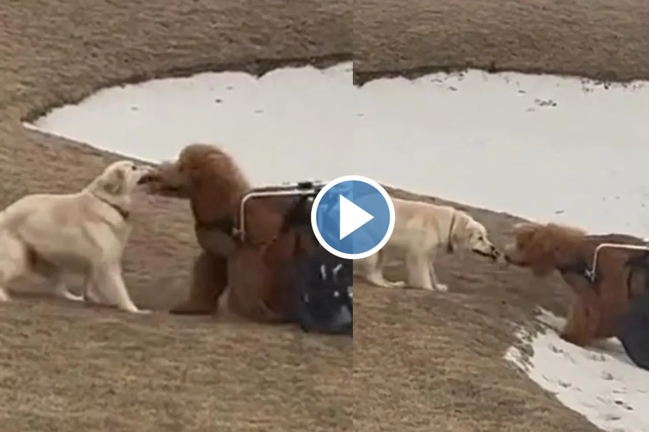 Viral video
