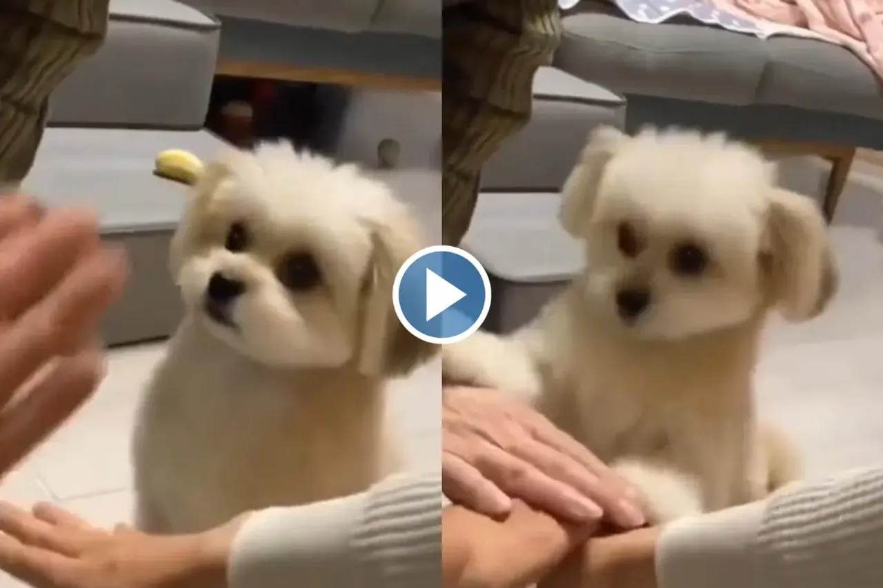 Viral video