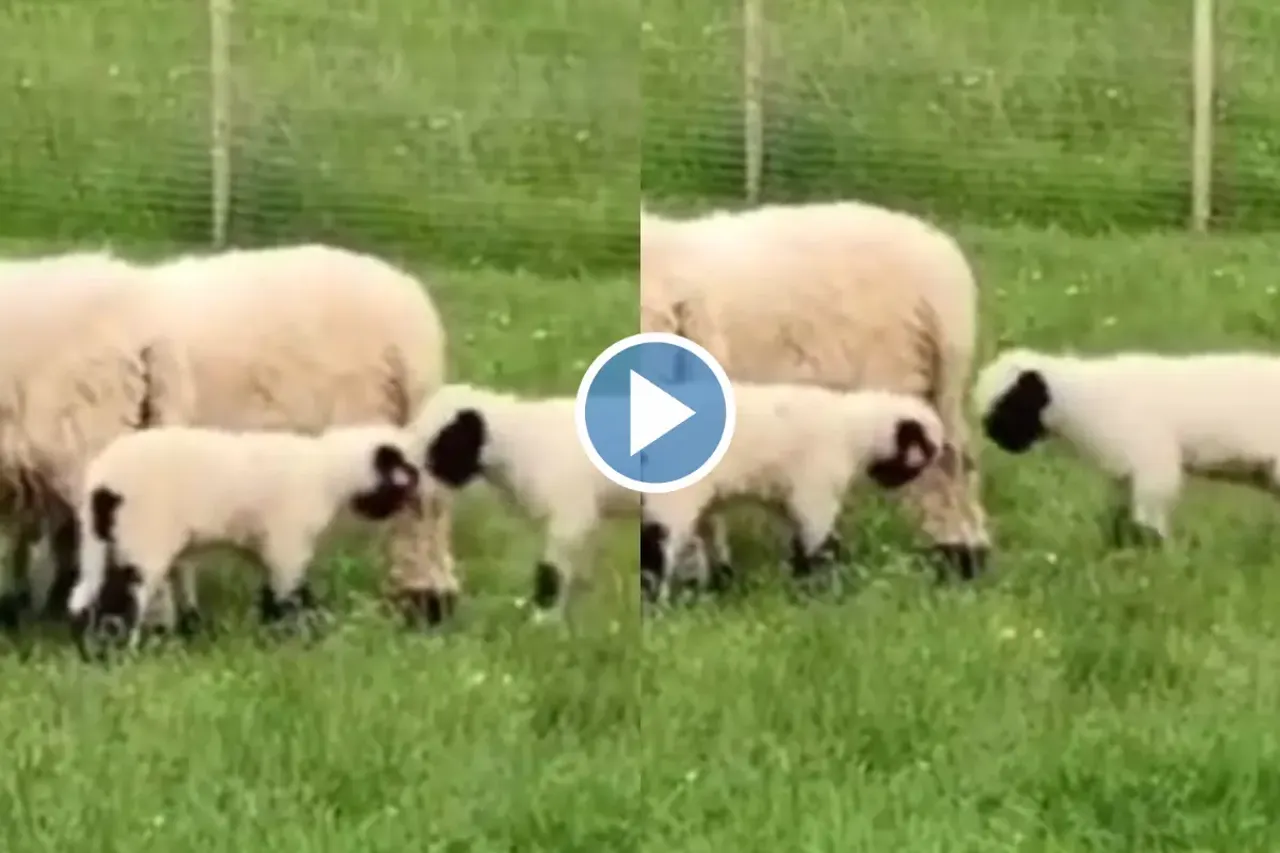 Viral video