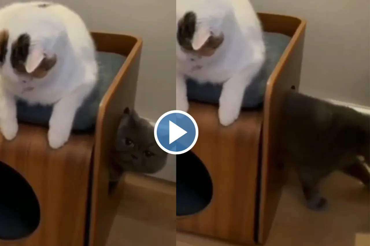 Viral video