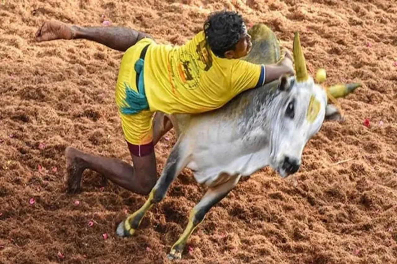 Jallikattu