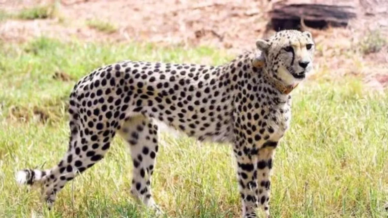 cheetahs