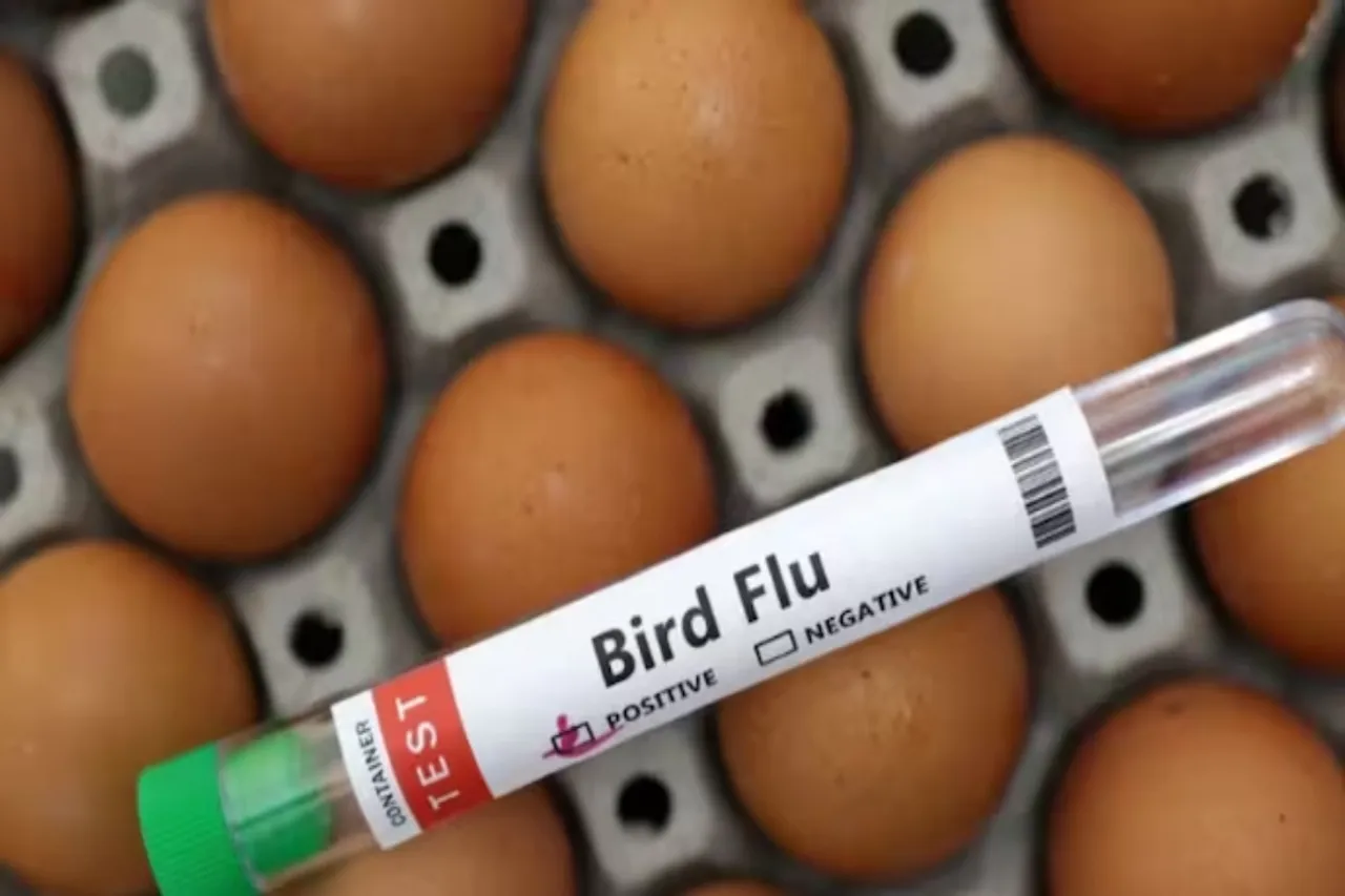 H5N1 bird flu virus
