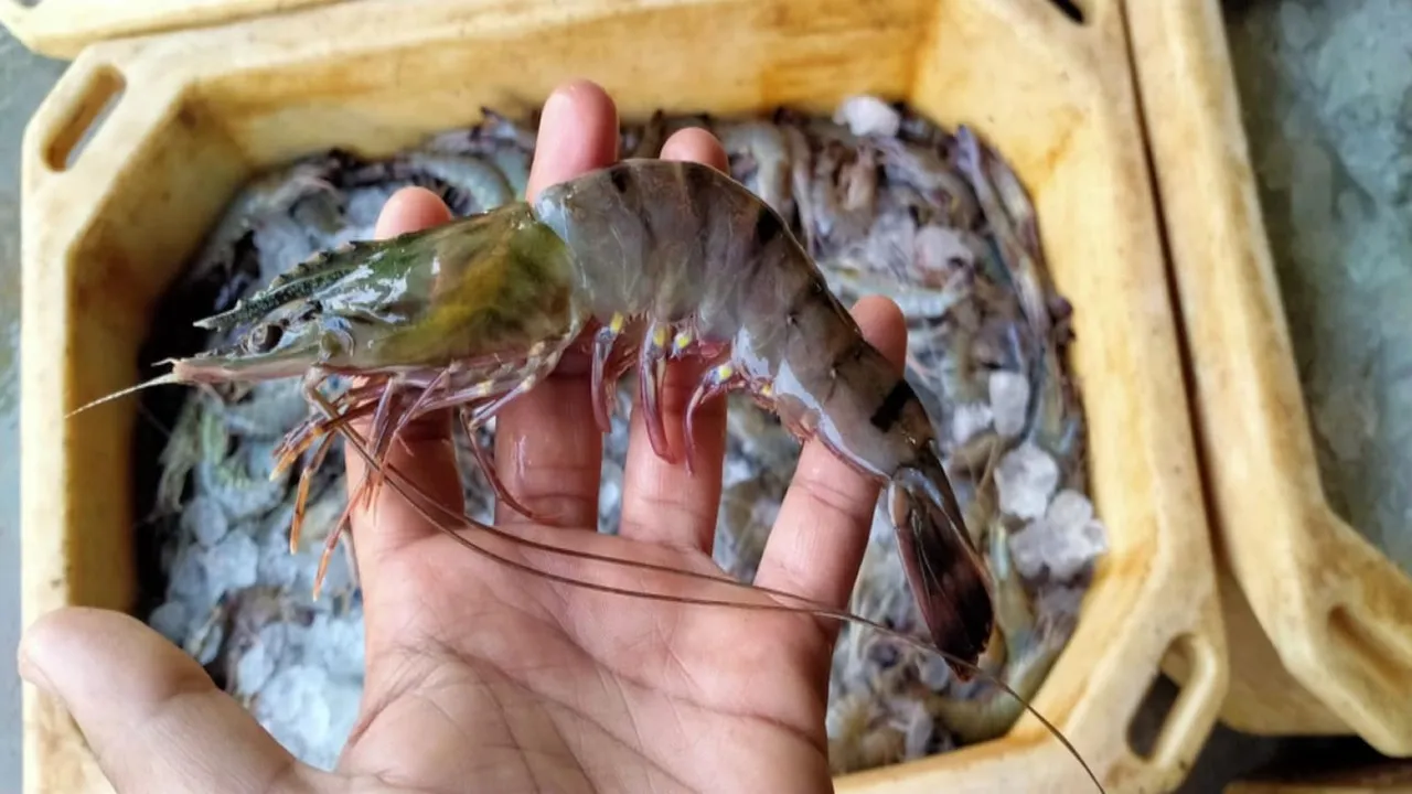 Shrimp mela
